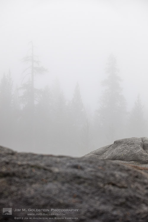 Foggy Treetops, Yosemite National Park
