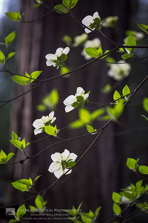 Dogwoods Blooming in Yosemite National Park