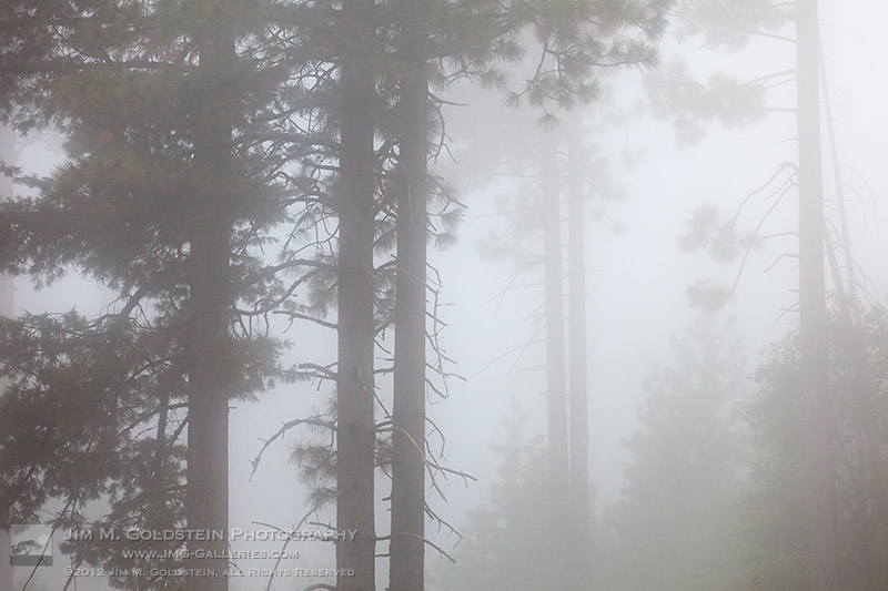 Quiet of the Fog, Yosemite National Park