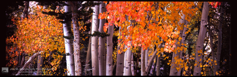 Brightly colored Aspen leaves cling to branches as Fall comes to an end in the Sierra Nevada mountains.