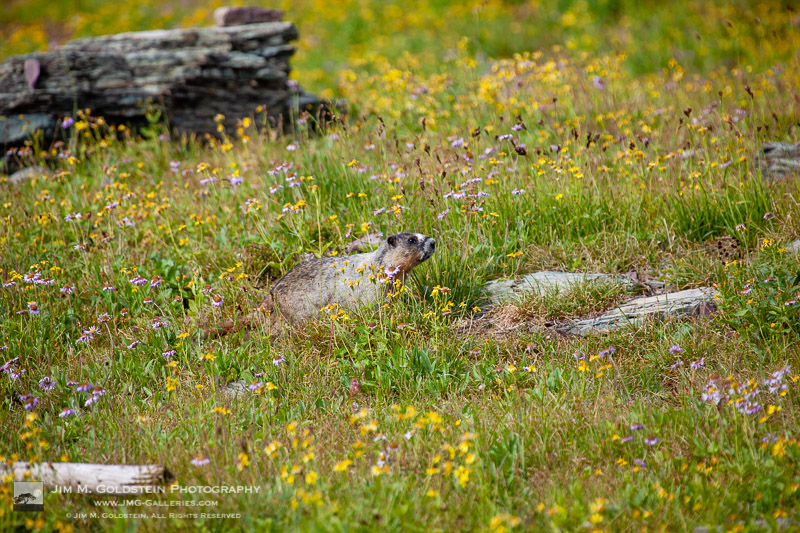 Hoary marmot – Glacier National Park, Montana