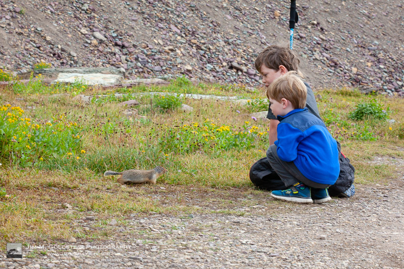 Kids meeting a ground squirrel