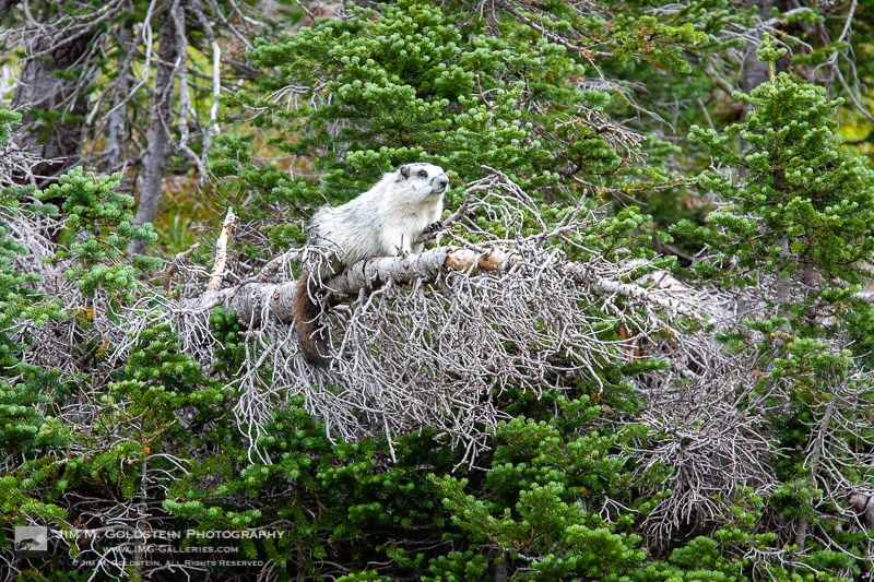 Hoary marmot in a tree – Glacier National Park, Montana