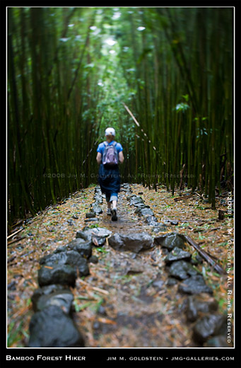 Hiking Through A Bamboo Forest Haleakala National Park Maui Hawaii photo by Jim M. Goldstein