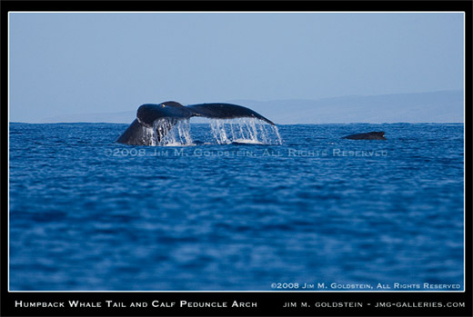 Humpback Whale Tail and Calf Peduncle Arch - Maui, Hawaii nature photo by Jim M. Goldstein