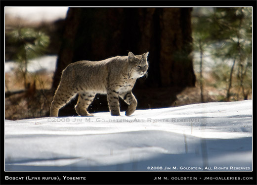 Bobcat (Lynx rufus), Yosemite National Park, wildlife photo by Jim M. Goldstein
