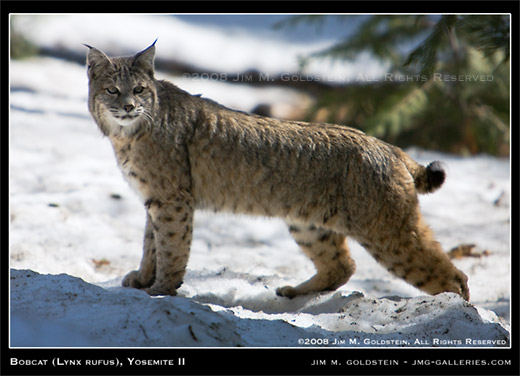Bobcat (Lynx rufus), Yosemite National Park II wildlife photograph by Jim M. Goldstein