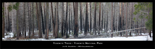 Yosemite Trees Panoramic Landscape Photo by Jim M. Goldstein