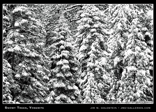 Snowy Trees Yosemite nature photo by Jim M. Goldstein, Yosemite National Park
