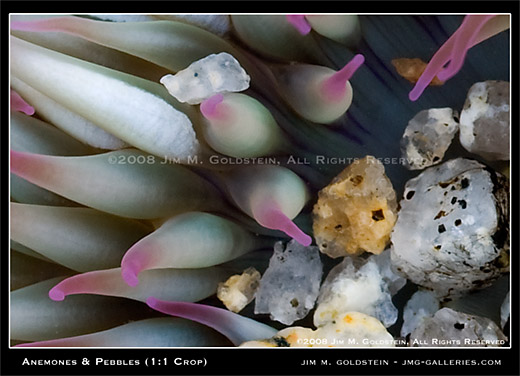 Anemones and Pebbles 1 to 1 crop from 1Ds Mark III