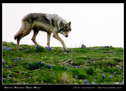 Wild Arctic Grey Wolf in the Arctic Refuge nature photo by Jim M. Goldstein