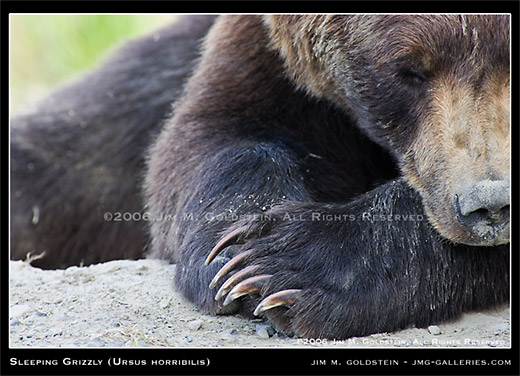 Grizzly Bear (Ursus horribilis) wildlife photo by Jim M. Goldstein