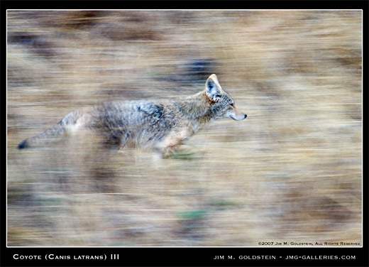 Coyote III nature photo by Jim M. Goldstein, Canis latrans 