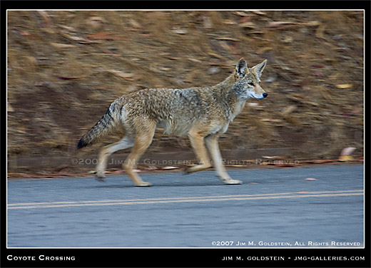 Coyote Crossing wildlife photo by Jim M. Goldstein
