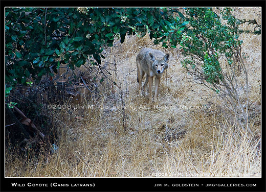 Wild Coyote (Canis latrans) wildlife photo by Jim M. Goldstein