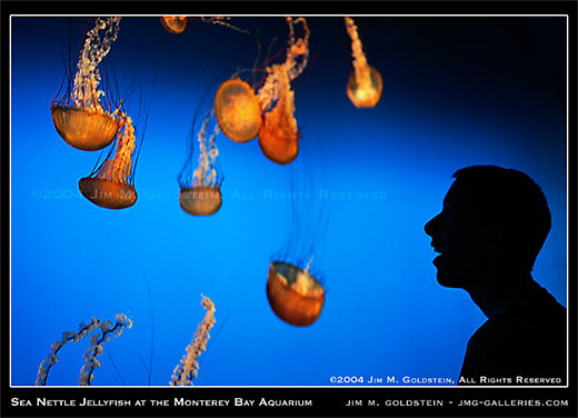 Sea Nettle Jellyfish at the Monterey Bay Aquarium