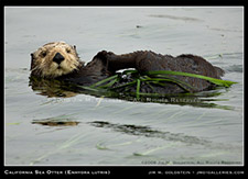 California Sea Otter Enhydra lutris wildlife photography by Jim M. Goldstein