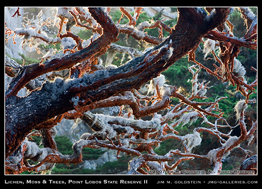 Lichen, Moss & Trees, Point Lobos State Reserve nature photo by Jim M. Goldstein