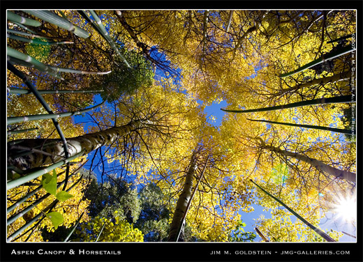 Aspen Canopy and Horsetails nature photo by Jim M. Goldstein, fall color