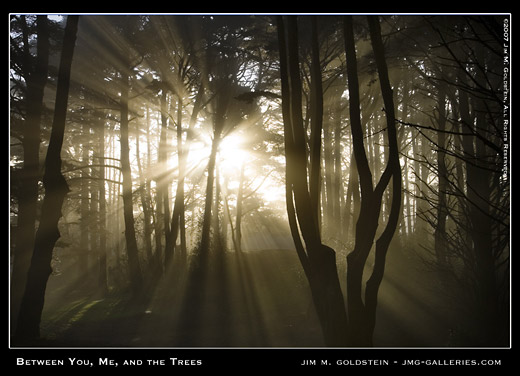 Between You Me and the Trees nature photo by Jim M. Goldstein