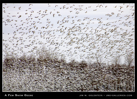 A Few Snow Geese photographed by Jim M. Goldstein