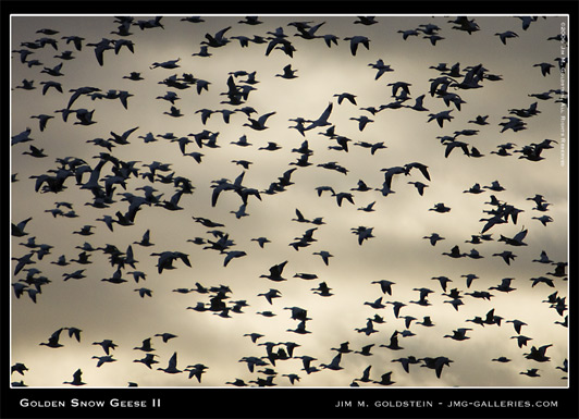 Golden Snow Geese II photographed by Jim M. Goldstein