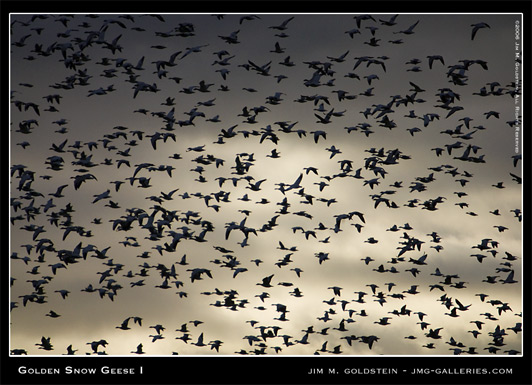 Golden Snow Geese wildlife photo by Jim M. Goldstein