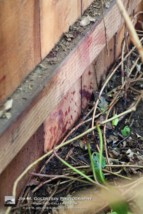 Mountain Lion Bloods Stains - Redwood City Urban Mountain Lion Killing