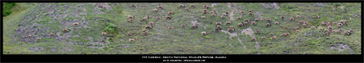 Arctic National Wildlife Refuge - 100 Caribou Panoramic