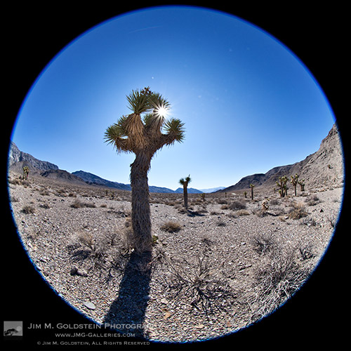 Joshua Trees (Yucca brevifolia) - Death Valley National Park, California