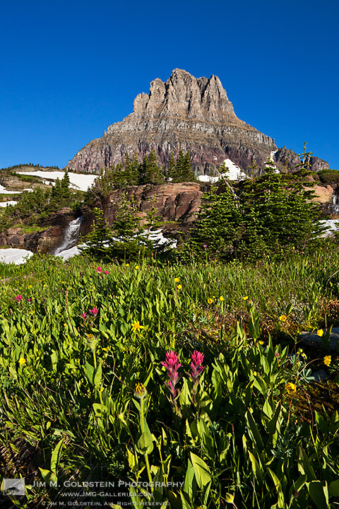 Wildflowers and waterfalls in front of Clements Mountain in Glacier National Park, Montana