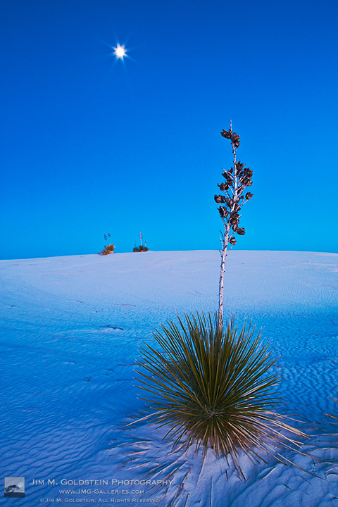 Iconic White Sands National Monument Landscape with Soaptree Yucca plants (Yucca elata)
