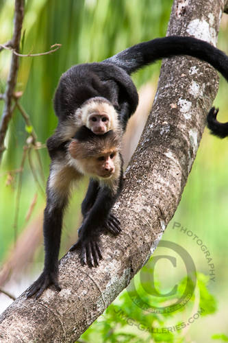 White-headed Capuchin monkey with Baby (Cebus capucinus)