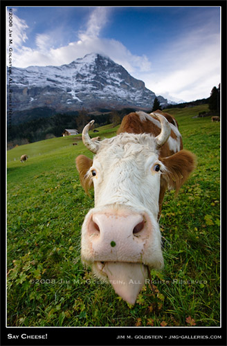 Say Cheese! - Portrait of a Swiss Cow in a Pasture with Mount Eiger in the background