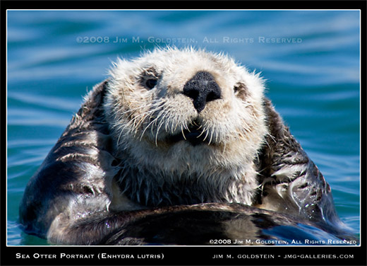 Sea Otter Portrait (Enhydra lutris) photo by Jim M. Goldstein