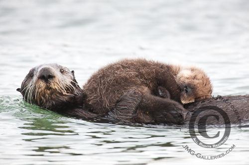 Sea Otter and Sleeping Pup (Enhydra lutris)