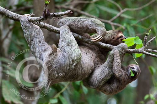 A Brown-throated Sloth and Her Baby Eat Leafs - Corcovado National Park, Costa Rica