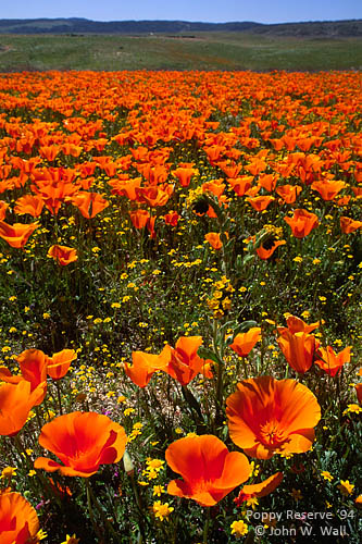 California Poppy Reserve 1994 by John Wall