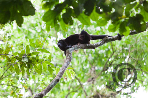 Male Howler Monkey (Alouatta palliata) Howling to Defend His Territory