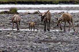 Caribou Calf