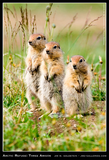 Three Juvenile Arctic Ground Squirrels Lookout For Danger