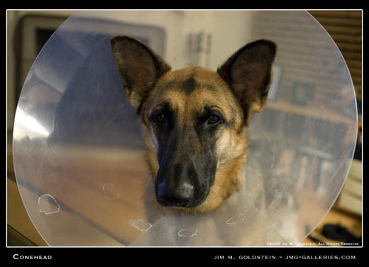 Conehead pet photography by Jim M. Goldstein
