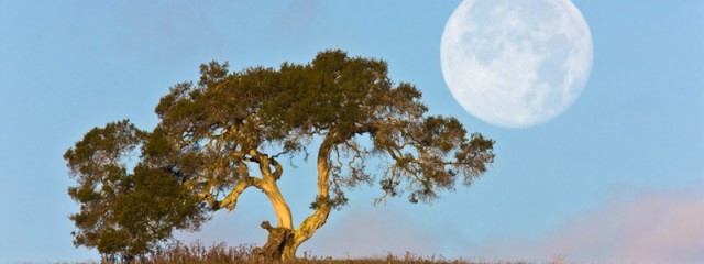 Perigee Moon & California Oak