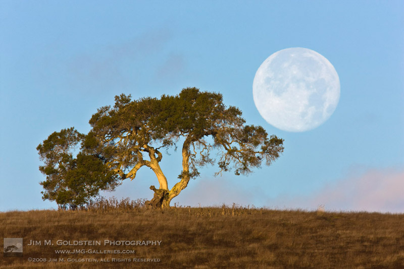 Perigee Moon & California Oak