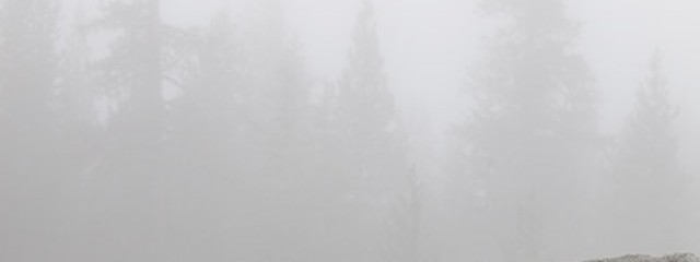 Foggy Treetops, Yosemite National Park