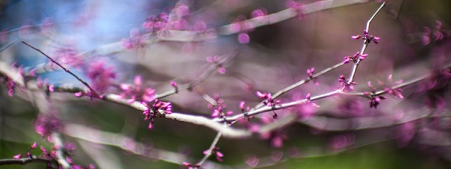 Springtime flower buds on nearly bare branches