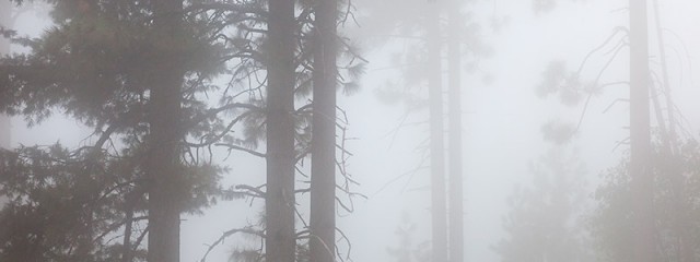 Quiet of the Fog, Yosemite National Park