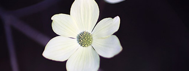 Dogwoods, Yosemite National Park