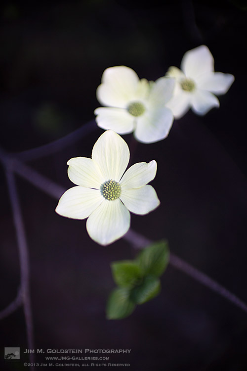 Dogwoods, Yosemite National Park