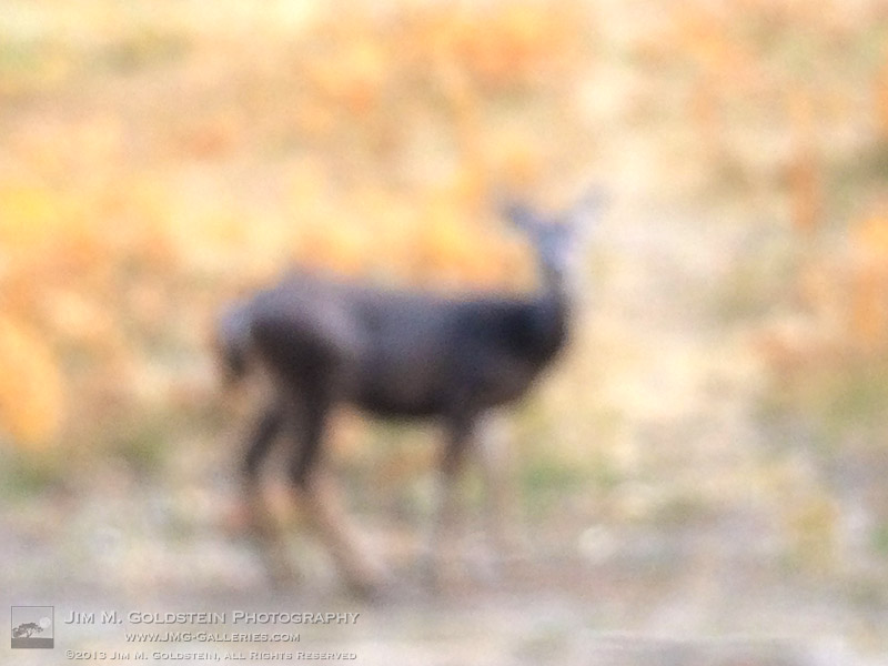 Deer in El Capitan Meadow - 2013 Federal Shutdown - Yosemite National Park